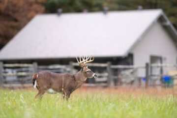 How to Create a Deer Sanctuary on a Small Property