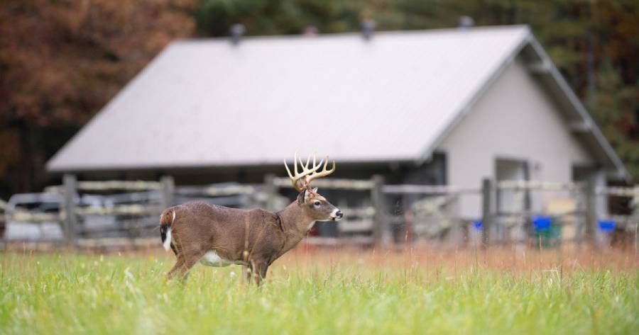 how to create a deer sanctuary on small property