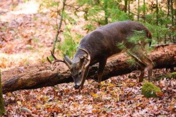 How to Find Buck Staging Areas: Step-by-Step Guide