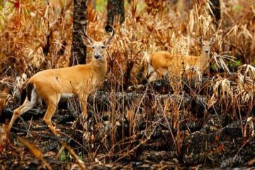 How to Hunt Deer After a Wildfire: Where to Look