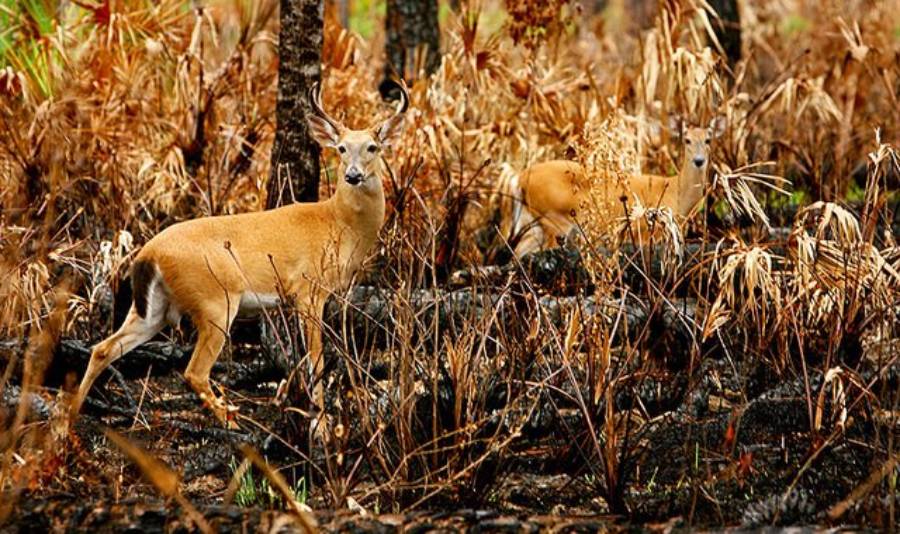 how to hunt deer after a wildfire