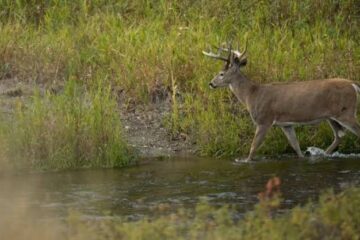 How to Hunt Deer Around Beaver Ponds: Complete Guide