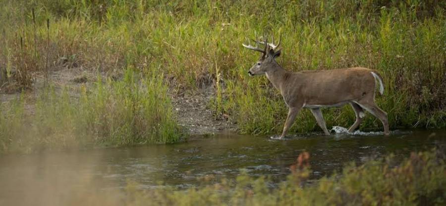 how to hunt deer around beaver ponds