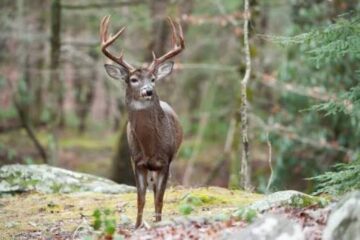 How to Hunt Deer Around Mast Crops
