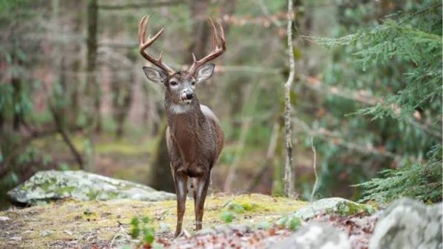how to hunt deer around mast crops