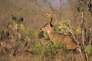 How to Hunt Deer During a Drought: Complete Guide