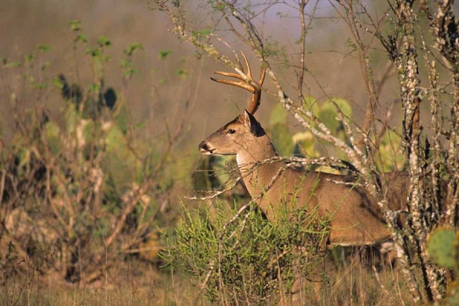 how to hunt deer during a drought