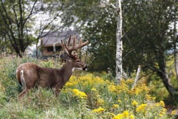 How to Hunt Deer Near Suburban Development