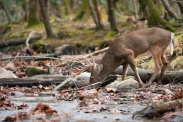 How to Hunt Thermal Hubs for Deer: Complete Guide