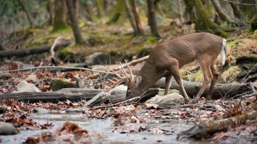 how to hunt thermal hubs for deer