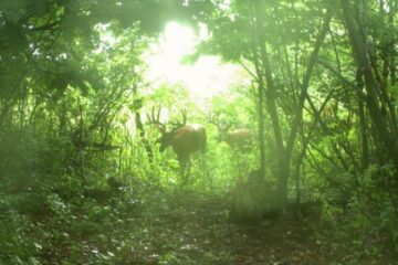 How to Identify a Deer Travel Corridor: 7 Signs