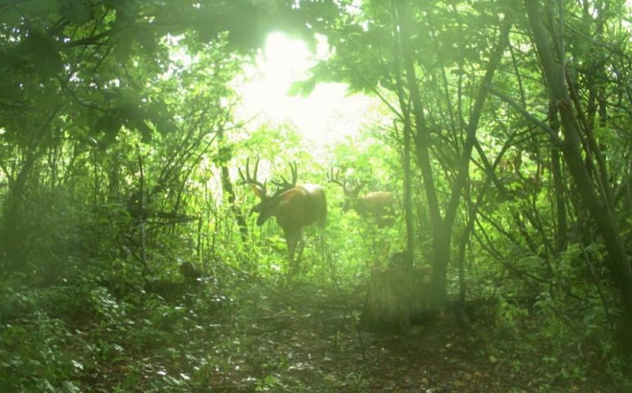how to identify a deer travel corridor