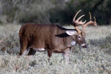 How to Identify an Old Buck by Body Characteristics