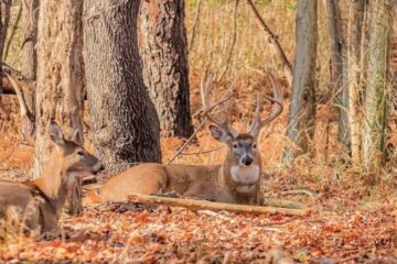 How to Identify Deer Bedding Areas: 7 Key Signs