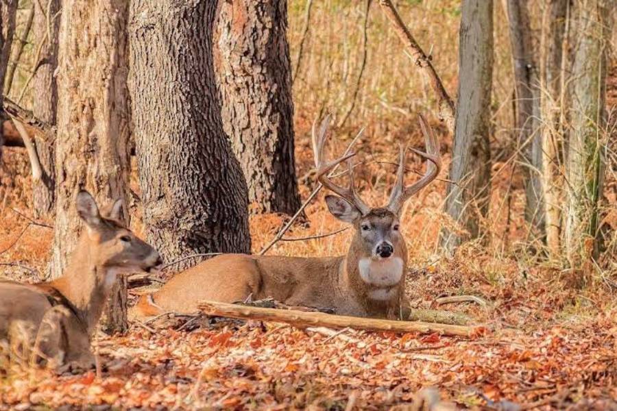 how to identify deer bedding areas
