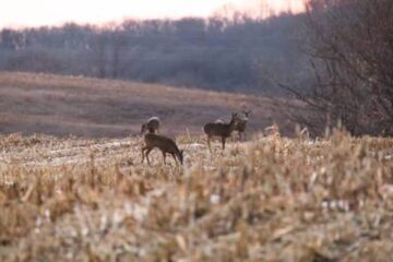 How to Predict Deer Movement After Crop Harvest