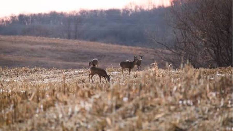 how to predict deer movement after crop harvest