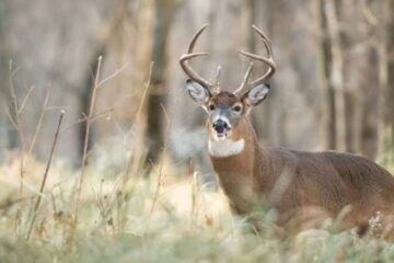 How to Use Prevailing Winds for Deer Hunting