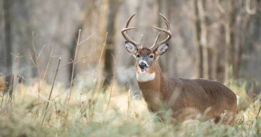 how to use prevailing winds for deer hunting