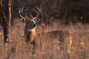 How to Use Thermals When Deer Hunting: Full Guide