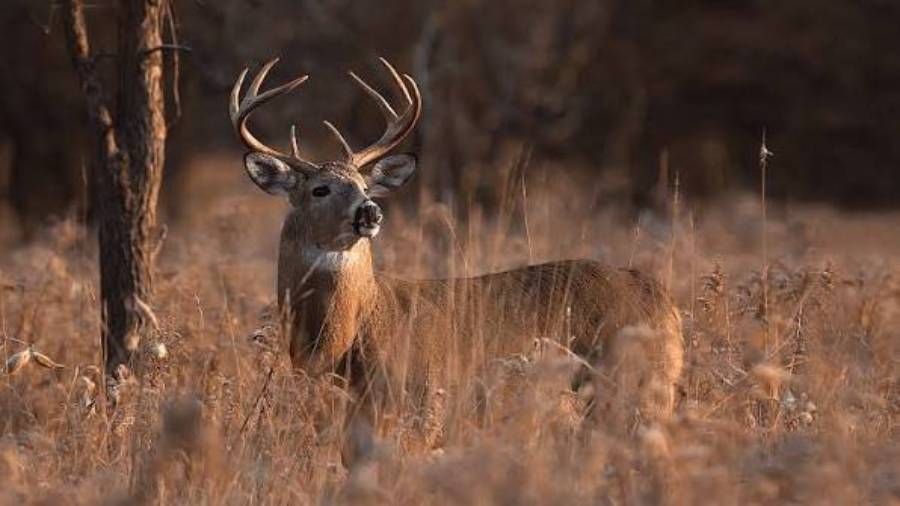 how to use thermals when deer hunting