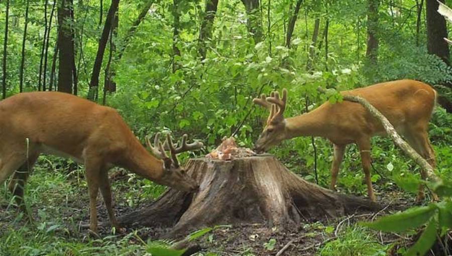 mineral blocks for deer
