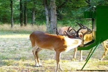 Rice Bran for Deer: Is It Good and How to Use It