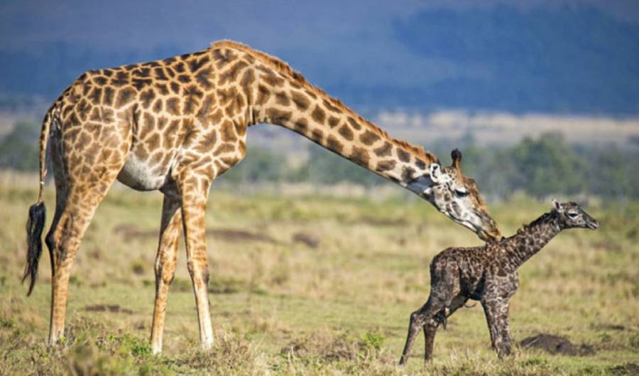 when are fawns born