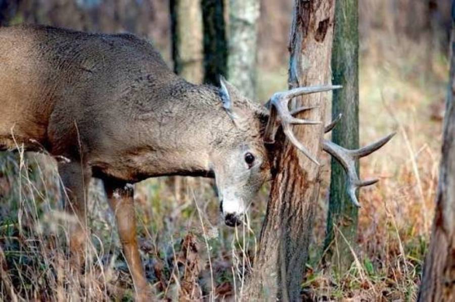 why are bucks not making rubs