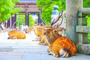 Why Are Deer Bedding Next to Houses?