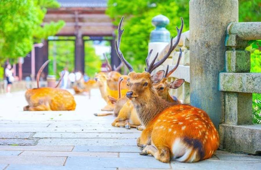 why are deer bedding next to houses