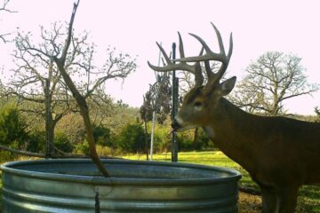 Why Are Deer Not Drinking From My Water Hole? 9 Reasons