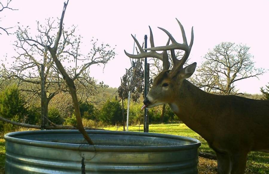 why are deer not drinking from my water hole