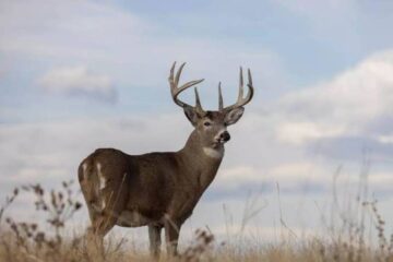 Why Are Deer Suddenly Moving During Daylight?