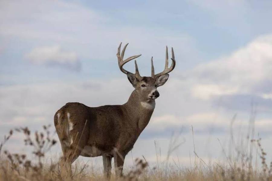 why are deer suddenly moving during daylight
