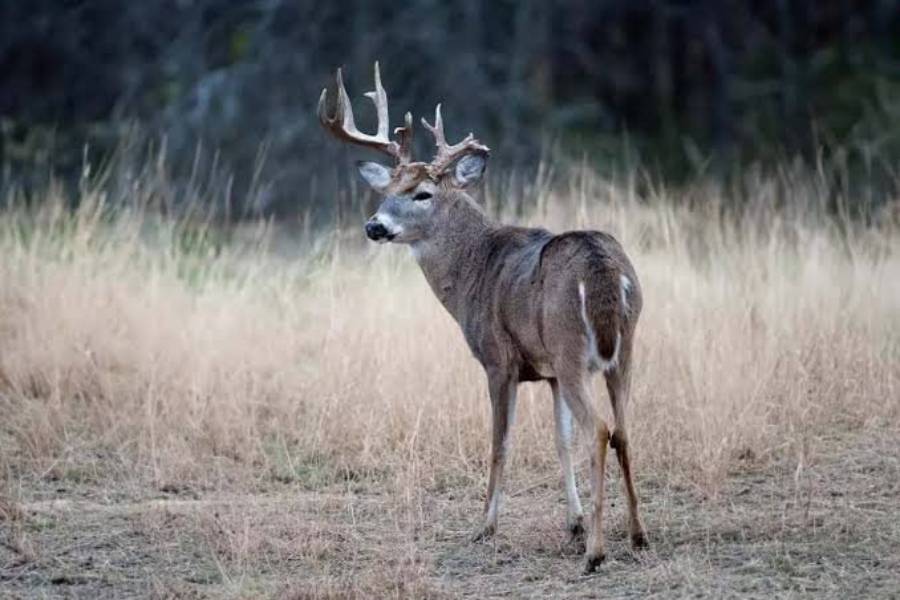why do bucks break their antlers