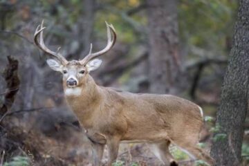 Why Do Bucks Lose Weight During the Rut?