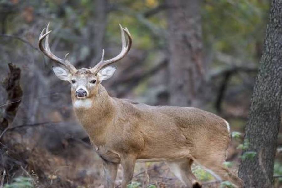 why do bucks lose weight during the rut