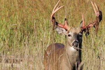 Why Do Bucks Shed Velvet Early? 7 Key Reasons