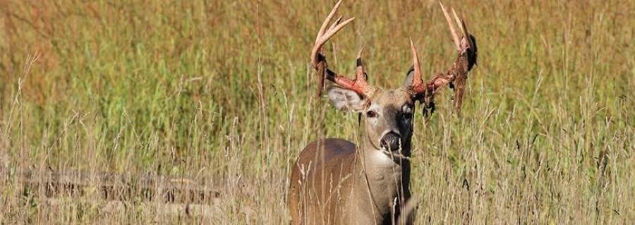 why do bucks shed velvet early