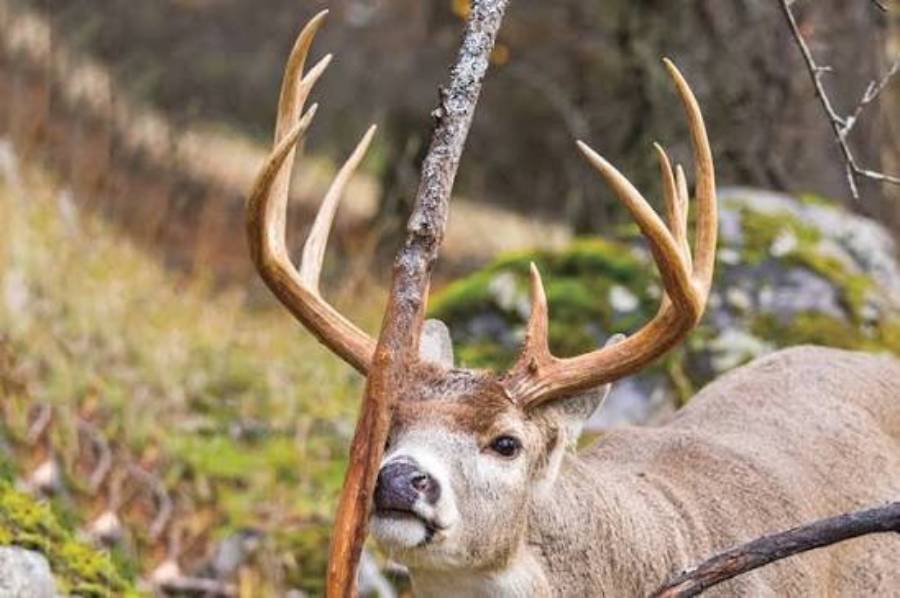 why do bucks stop using rubs