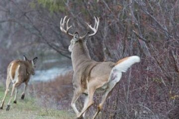 Why Do Deer Abandon a Property? 9 Common Reasons
