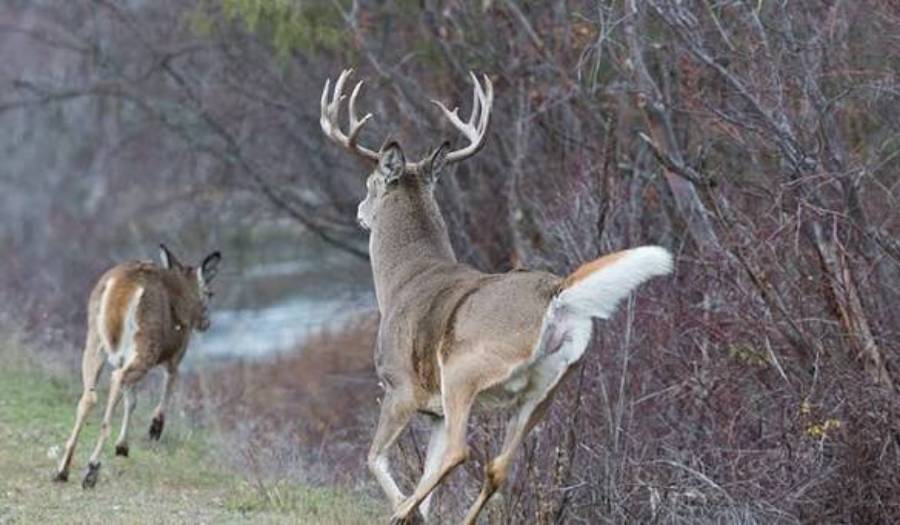 why do deer abandon a property