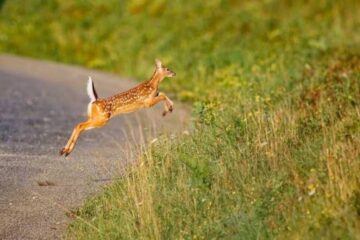 Why Do Deer Abandon a Trail? 7 Common Reasons
