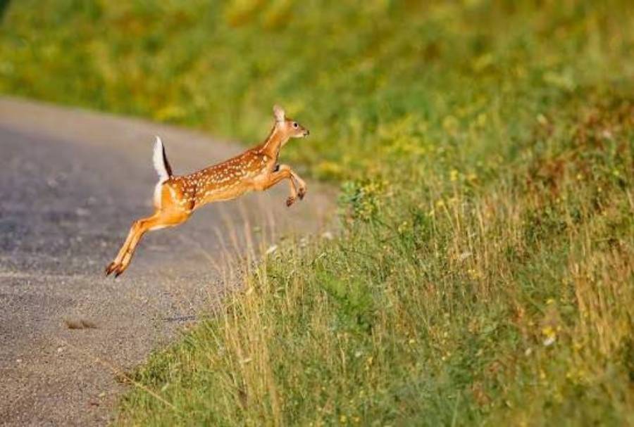 why do deer abandon a trail