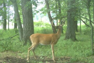 Why Do Deer Avoid Mock Scrapes? 7 Common Reasons