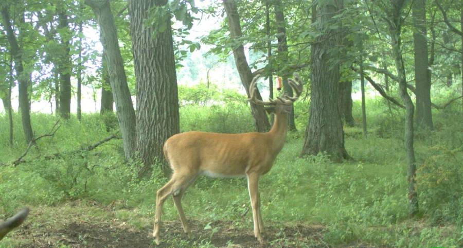 why do deer avoid mock scrapes