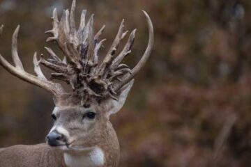 Why Do Deer Develop Abnormal Antlers? 7 Causes