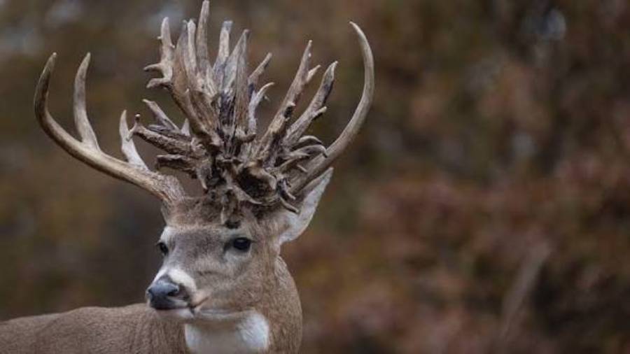 why do deer develop abnormal antlers