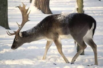 Why Do Deer Lose Their Winter Coat?